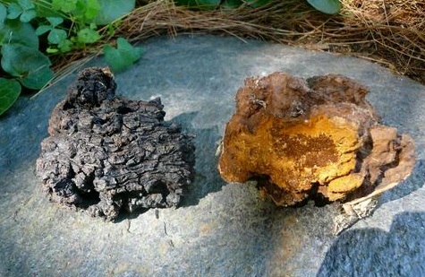 Chaga Chai Latte (3)